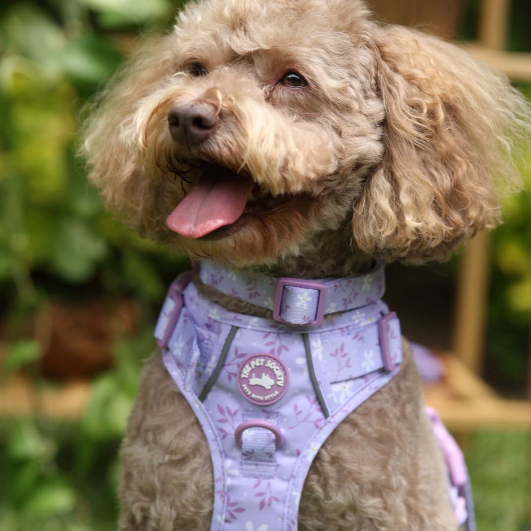 Pack Premium Lila (Arnés + collar + correa + Porta Bolsa)