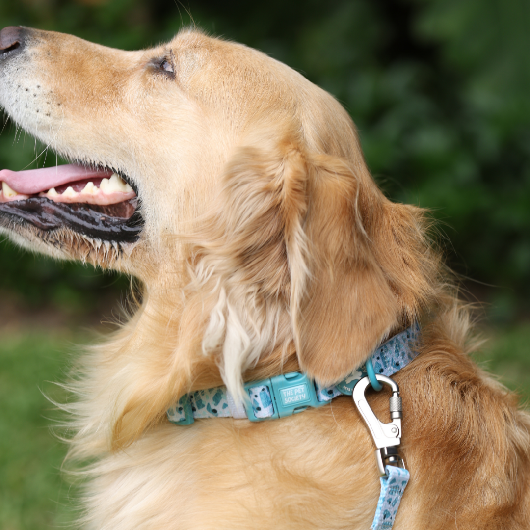 Collar Mar