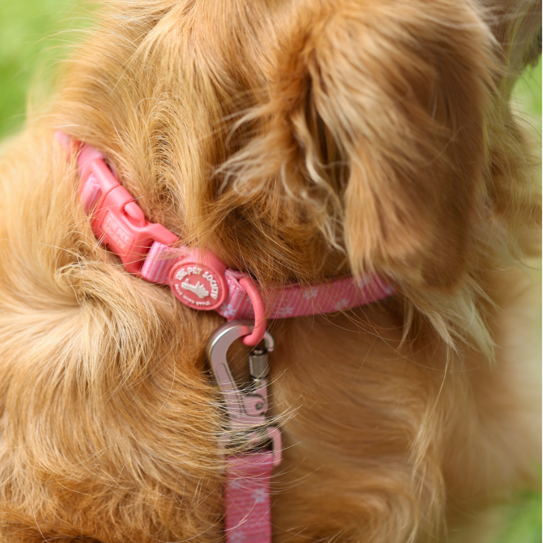 Collar Flora