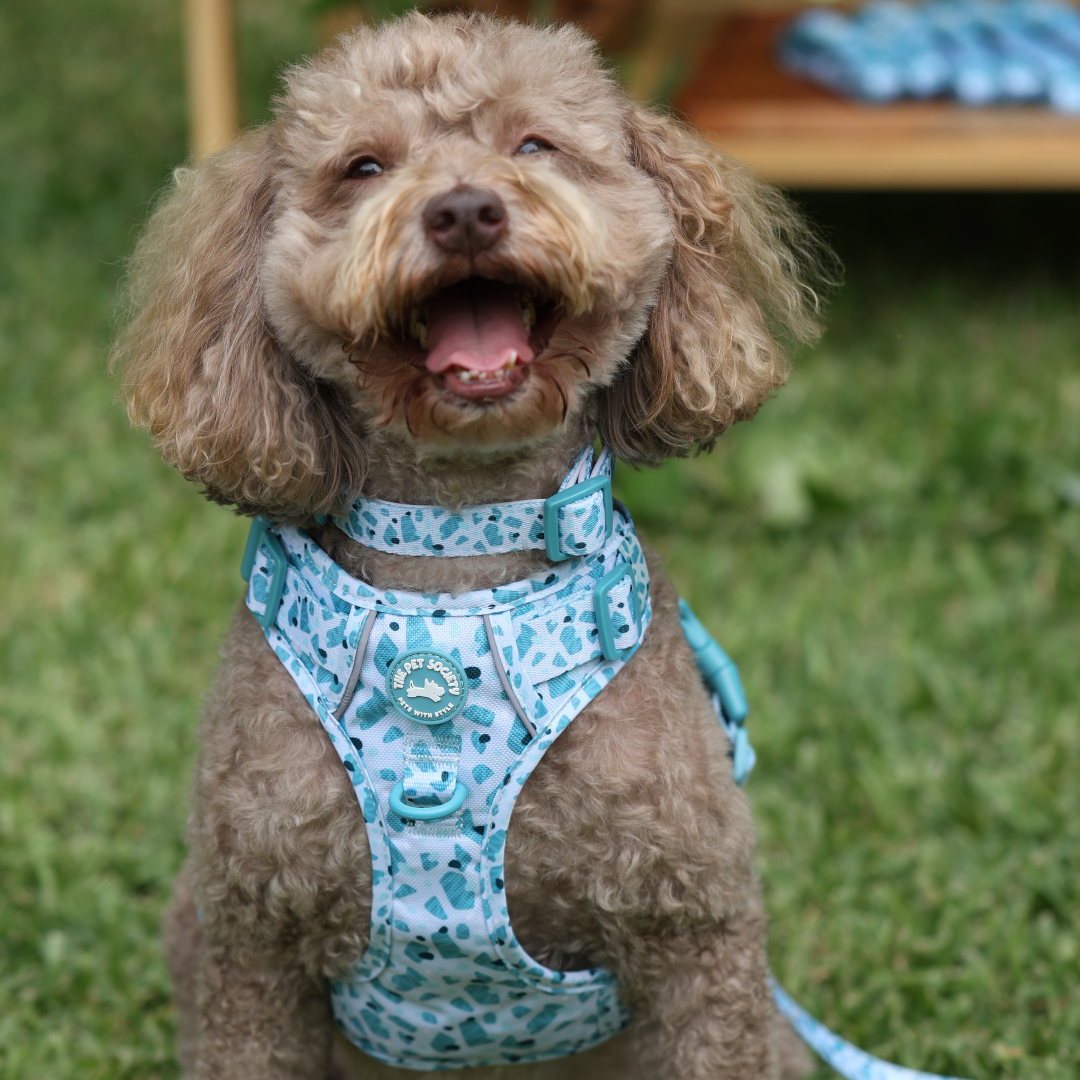 Pack Premium Mar (Arnés + collar + correa + Porta Bolsa)