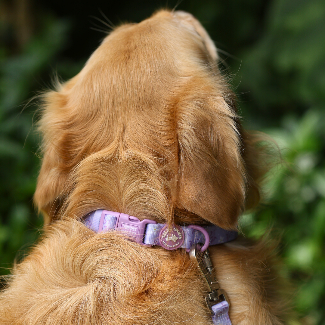 Collar Lila
