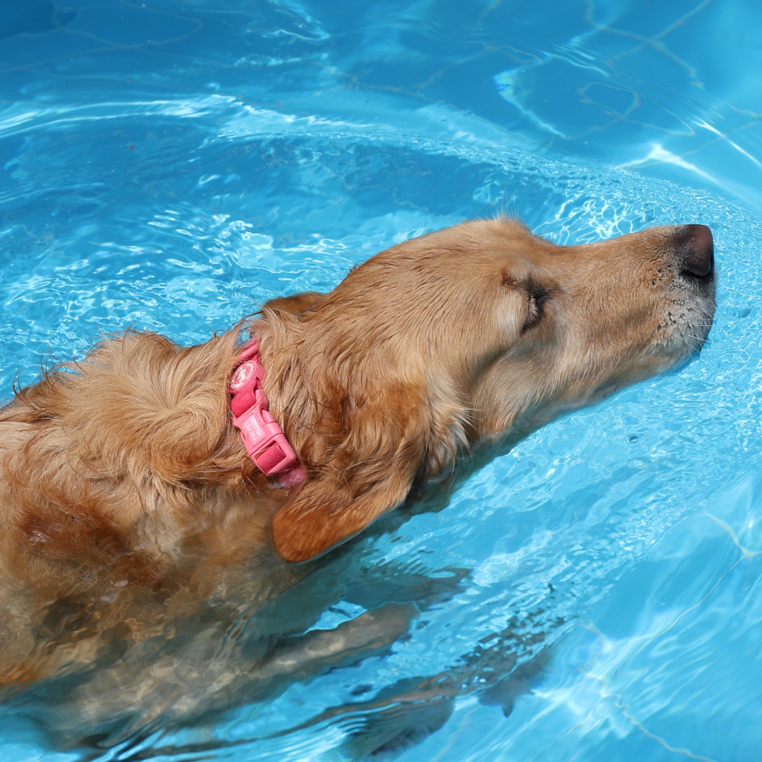 Pack Waterproof Magenta