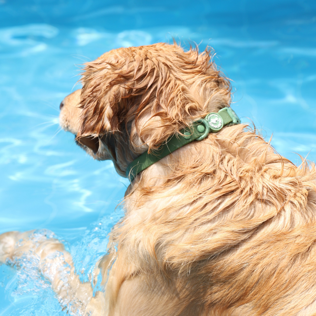 Collar Waterproof Forest