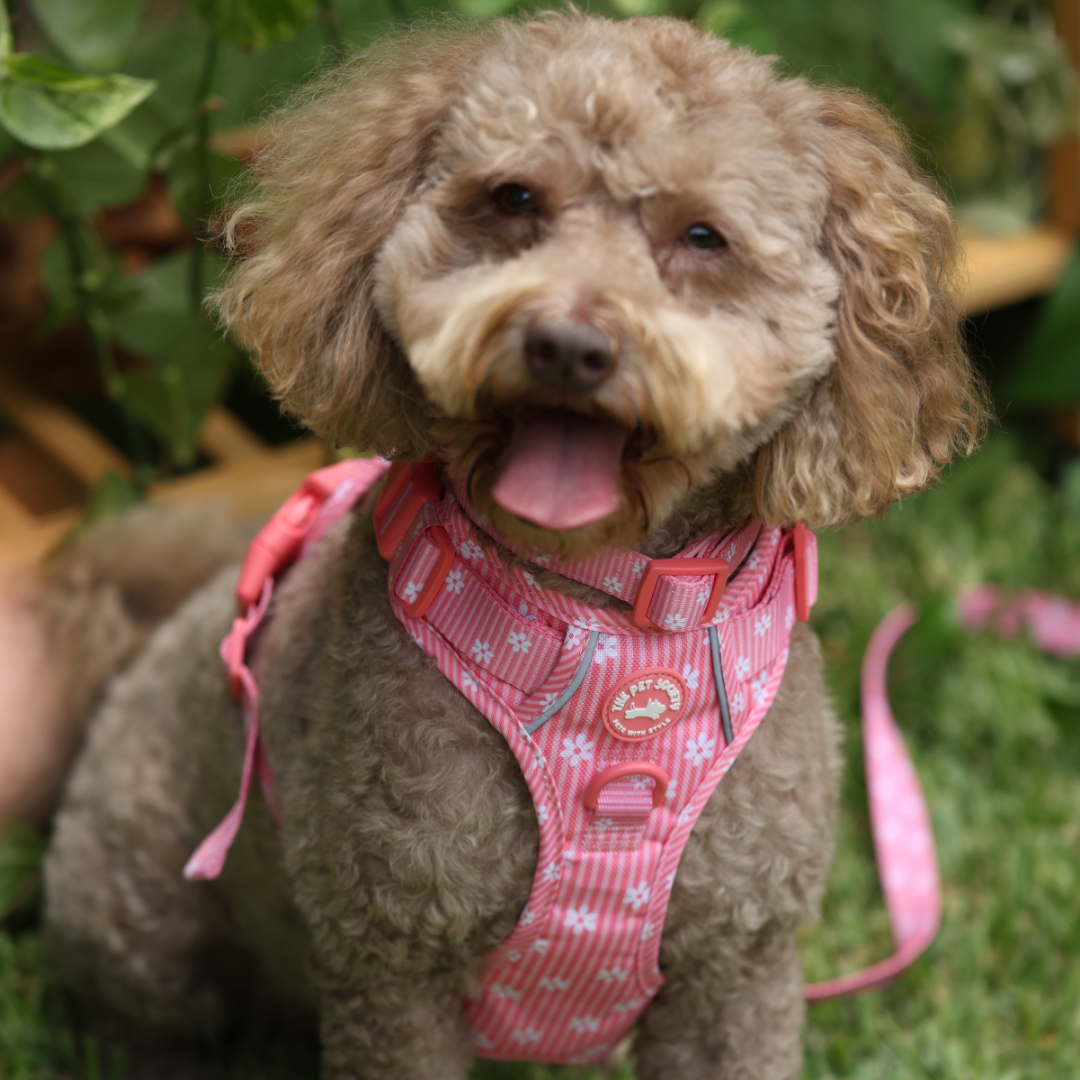 Pack Arnés Flora (Arnés + correa + Porta Bolsa)