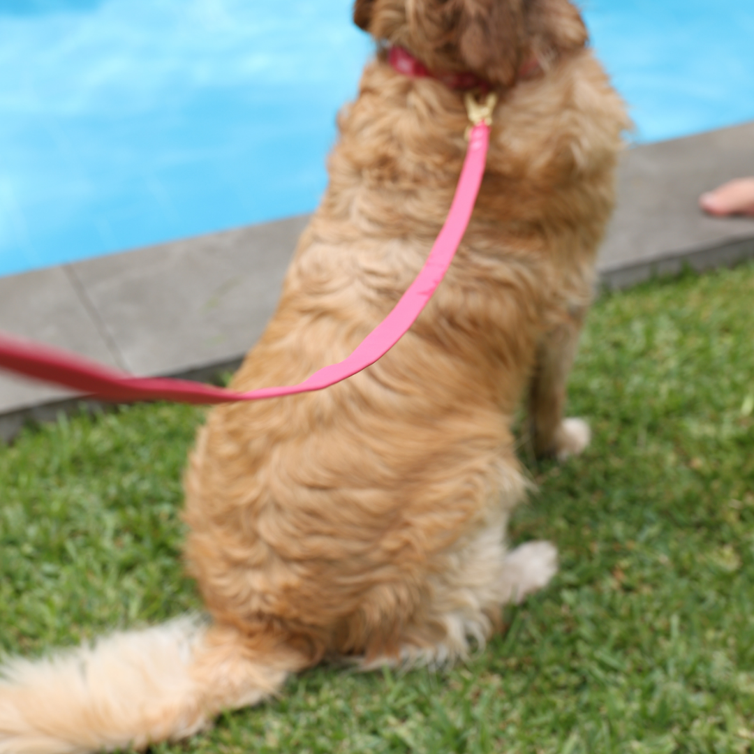 Correa Waterproof Magenta