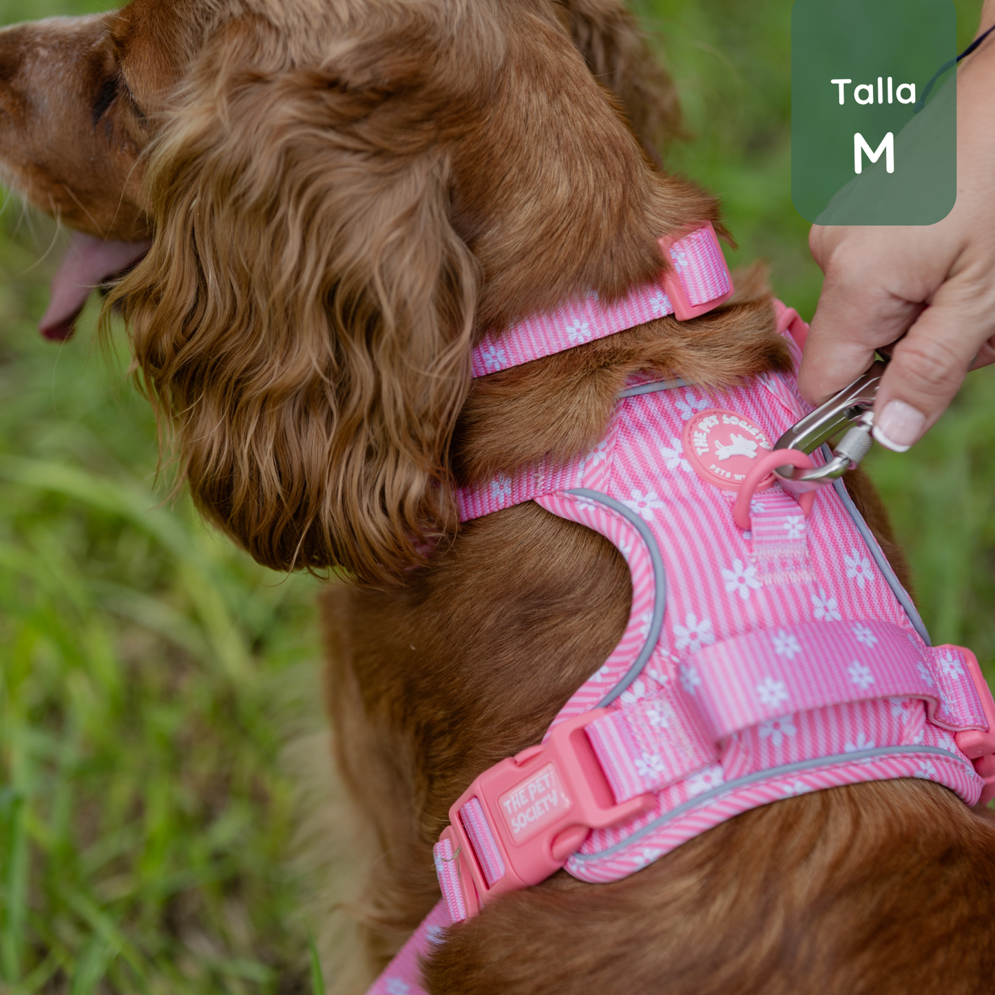 Pack Arnés Flora (Arnés + correa + Porta Bolsa)