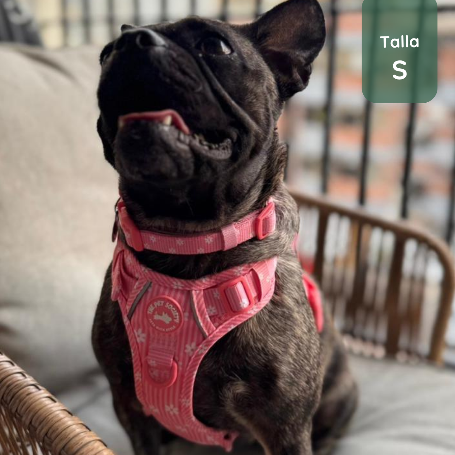 Pack Arnés Flora (Arnés + correa + Porta Bolsa)