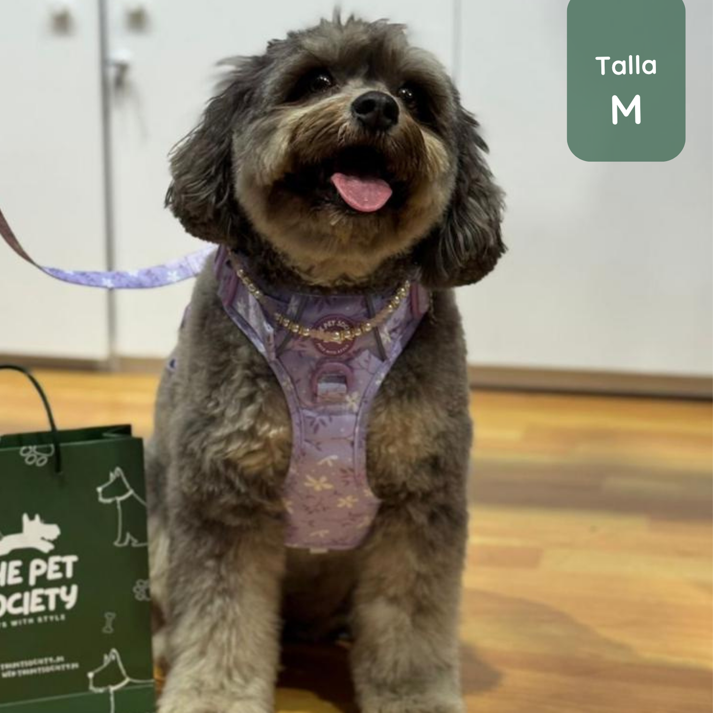 Pack Premium Lila (Arnés + collar + correa + Porta Bolsa)