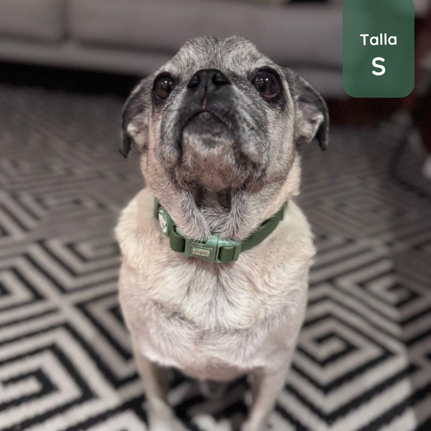 Pack Waterproof Forest