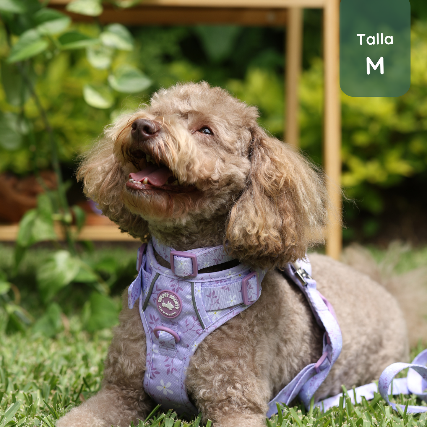 Pack Premium Lila (Arnés + collar + correa + Porta Bolsa)