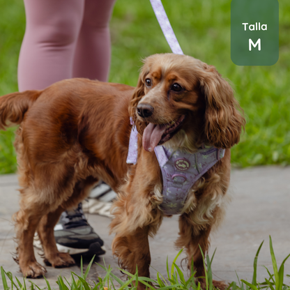 Pack Premium Lila (Arnés + collar + correa + Porta Bolsa)