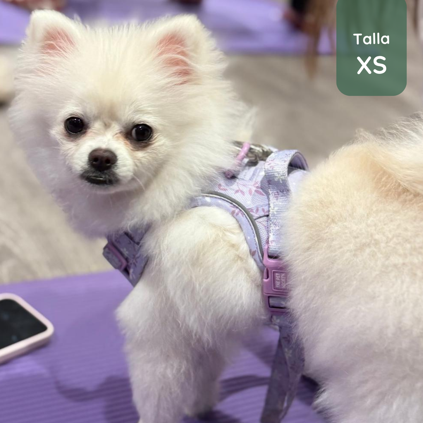 Pack Premium Lila (Arnés + collar + correa + Porta Bolsa)