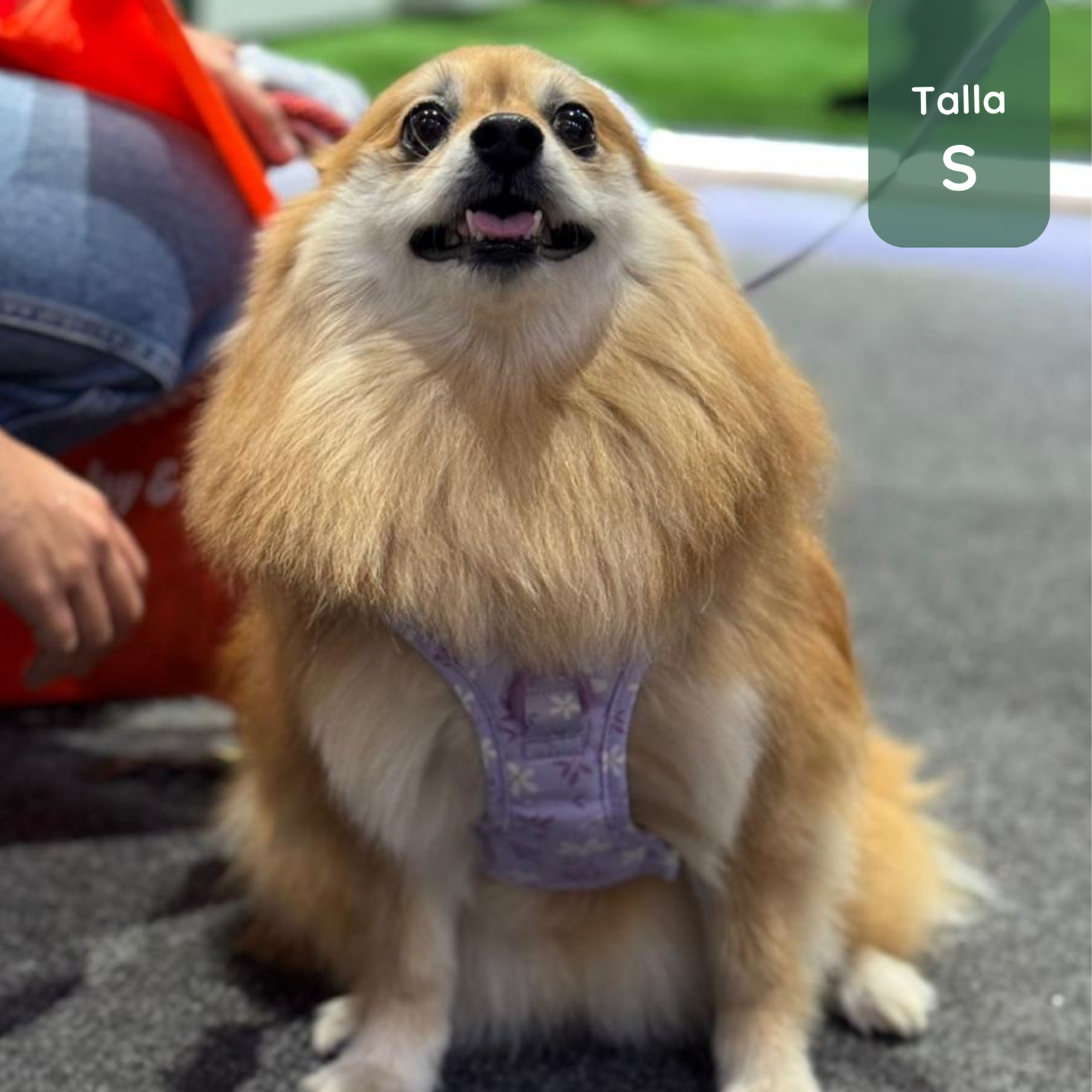 Pack Premium Lila (Arnés + collar + correa + Porta Bolsa)