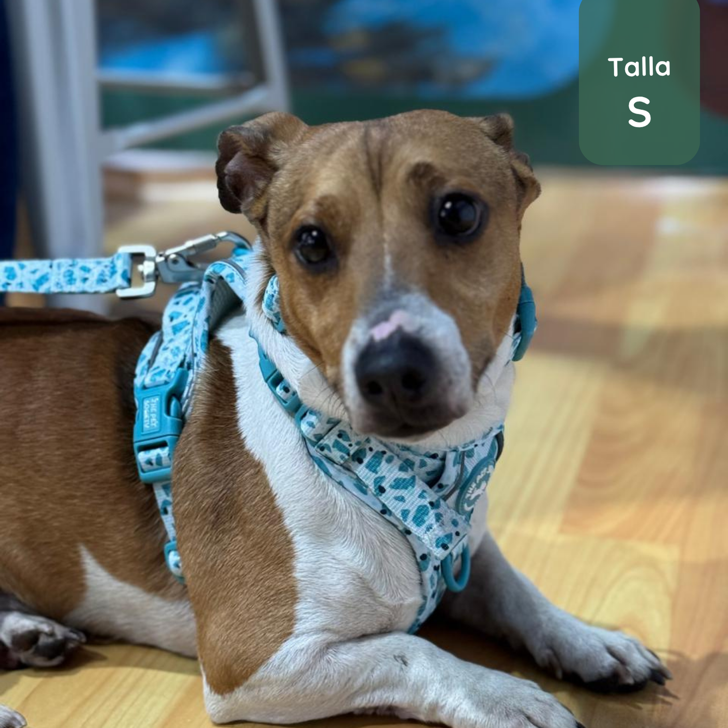 Pack Premium Mar (Arnés + collar + correa + Porta Bolsa)