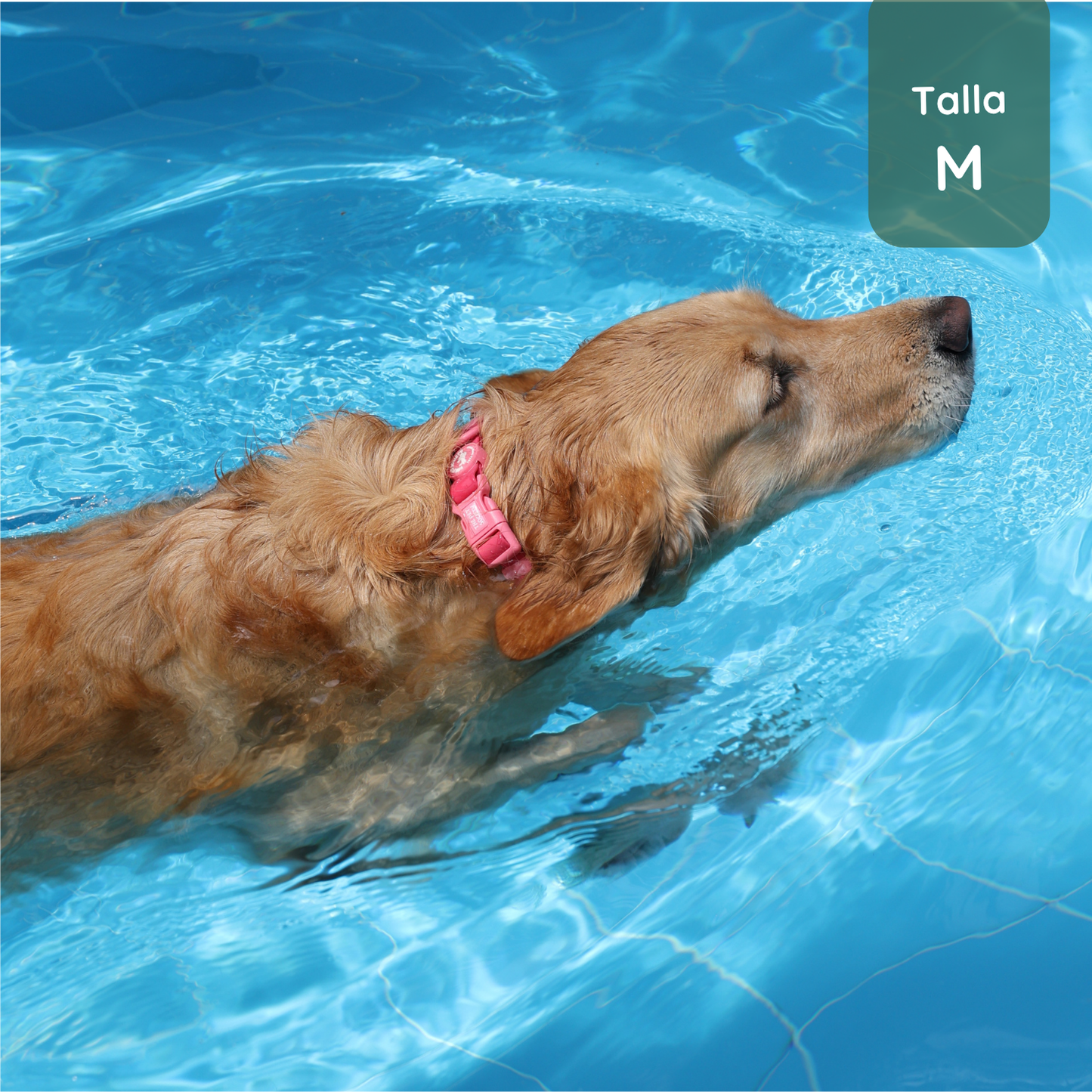 Collar Waterproof Magenta