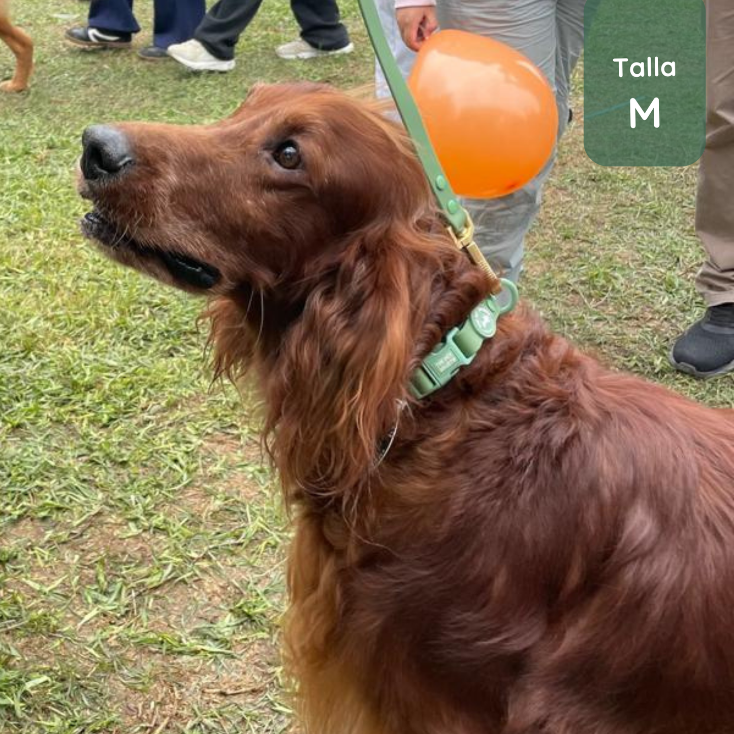 Pack Waterproof Forest